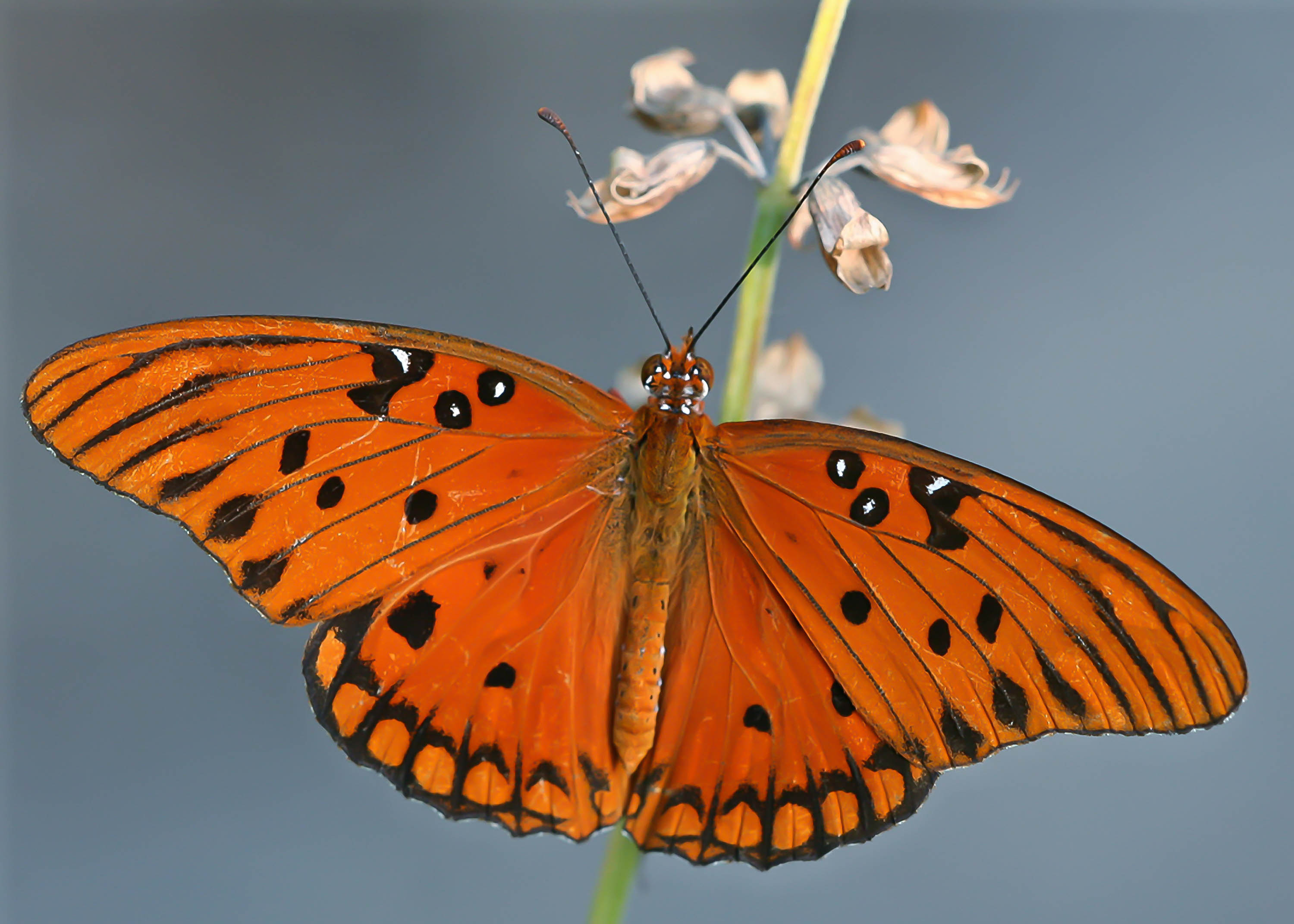 Gulf Fritillary, Agraulis incarnata (Lepidoptera: Nymphalidae)